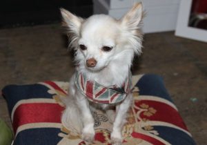 Mr Piffles of Yull Shoes