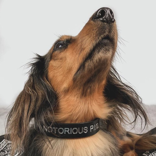 Broughton and Co, UK-made dog accessories
