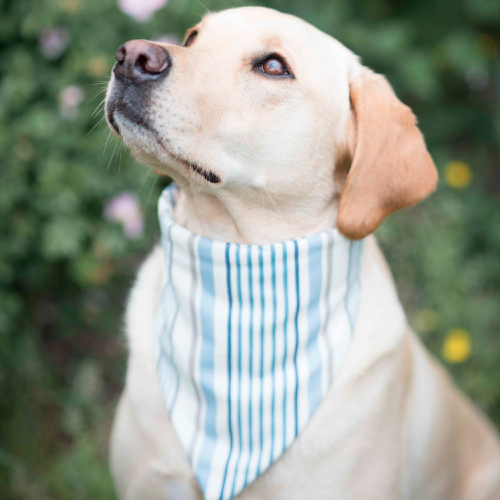 Hettie-Hettie Dog bandana-500px