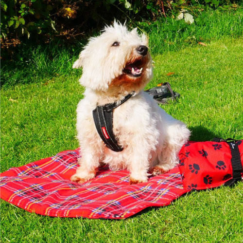 Jacwicks Designs, uk-made dogs accessories