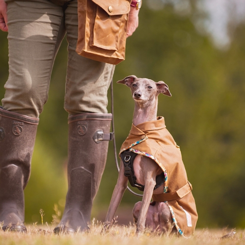 Best of British Dog's Accessories Brands Redhound for Dogs